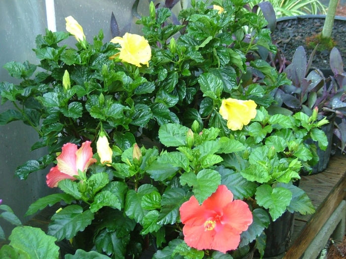 Гибискус китайская роза