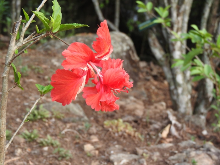 Гибискус шизопеталус