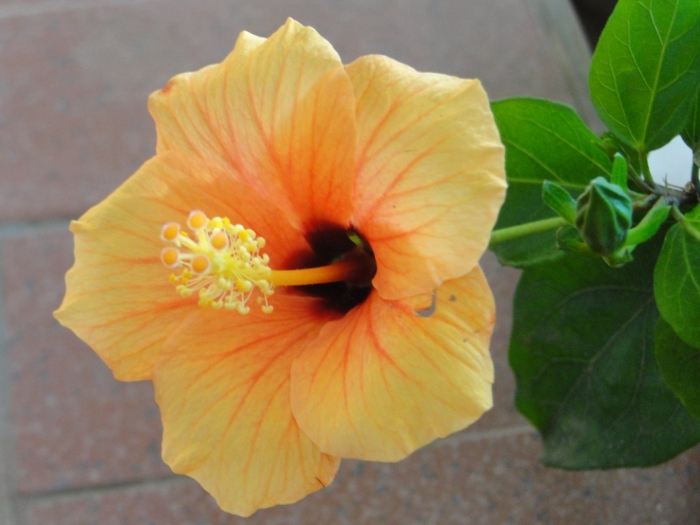 Гибискус аполло