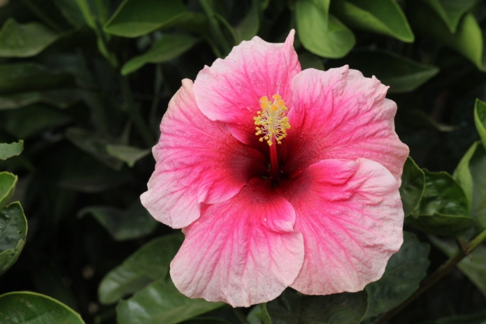 Гибискус moorea rita