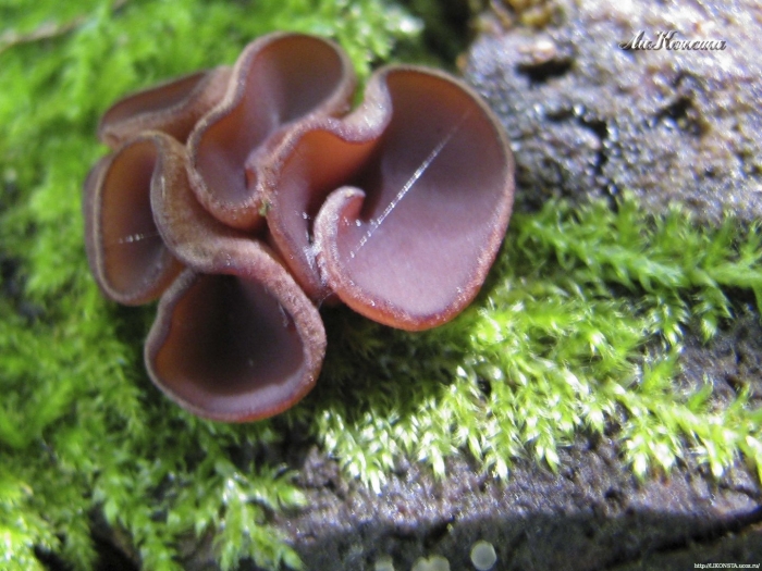 Аскокорине цилихниум