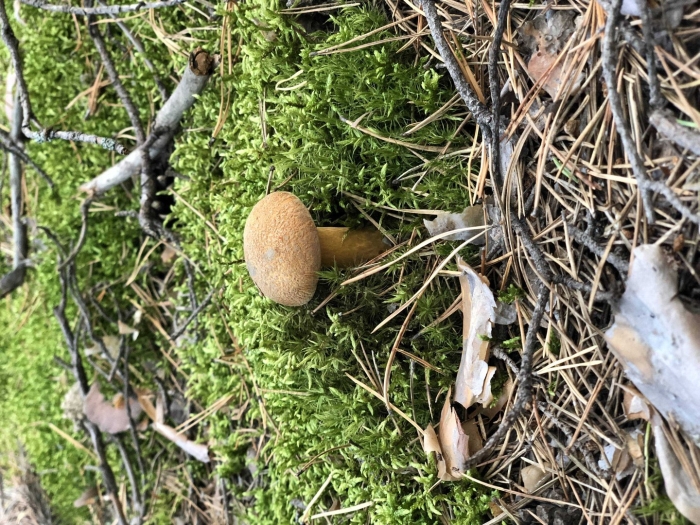 Масленок моховик желто бурый