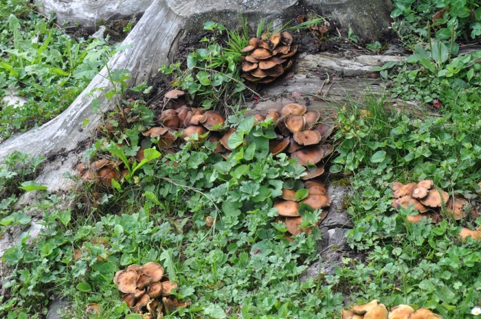 Сапротрофы грибы