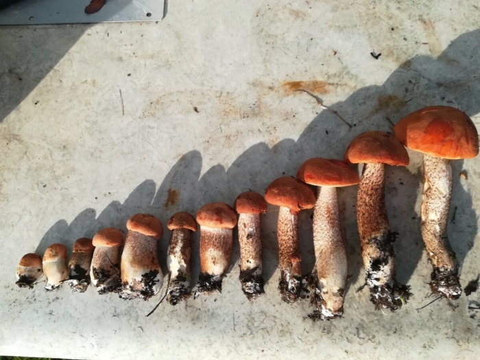 Подосиновик красноголовик