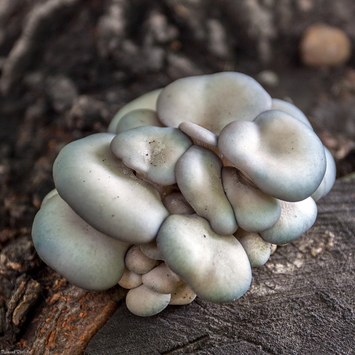 Вёшенка устричная pleurotus ostreatus