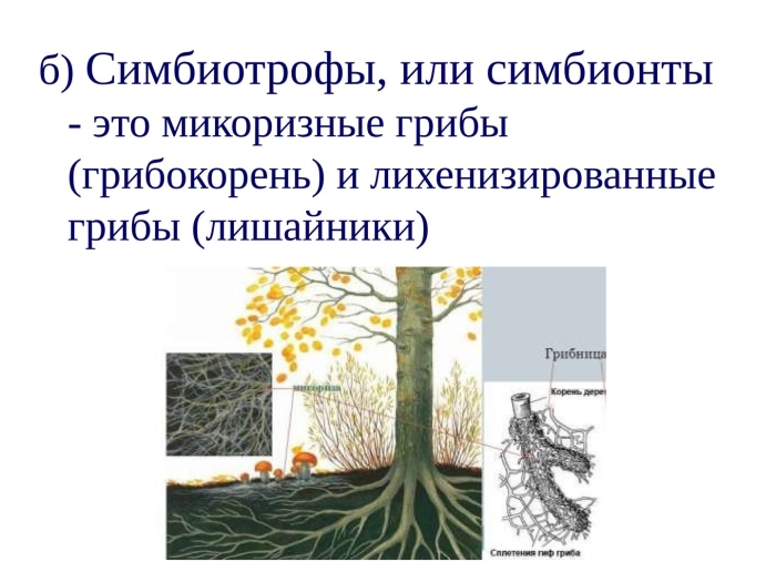 Грибы симбиотрофы