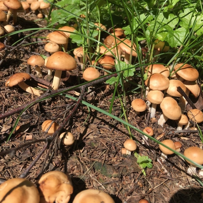 Опята сапротрофы