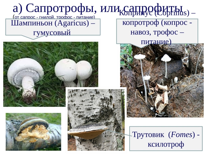 Сапротрофы представители грибов