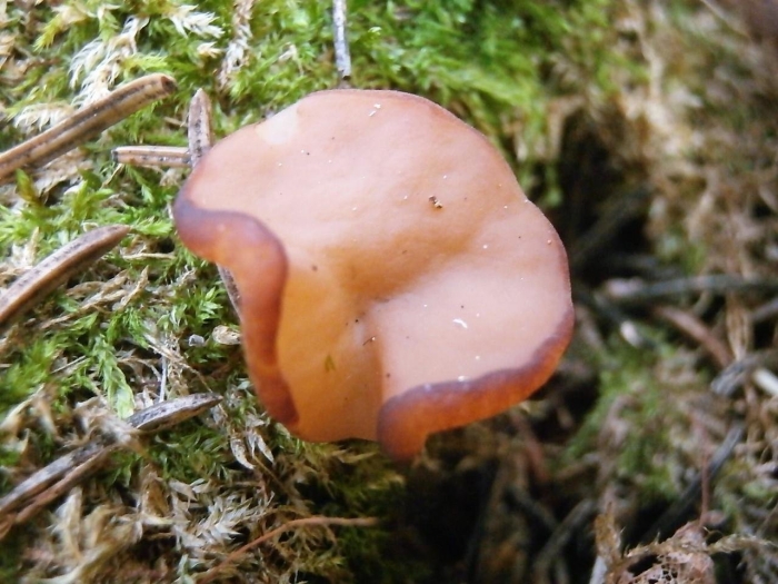 Блюдцевик розово красный