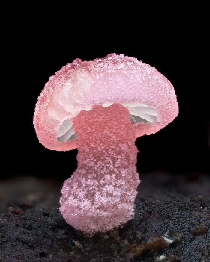 Mycena roseoflava