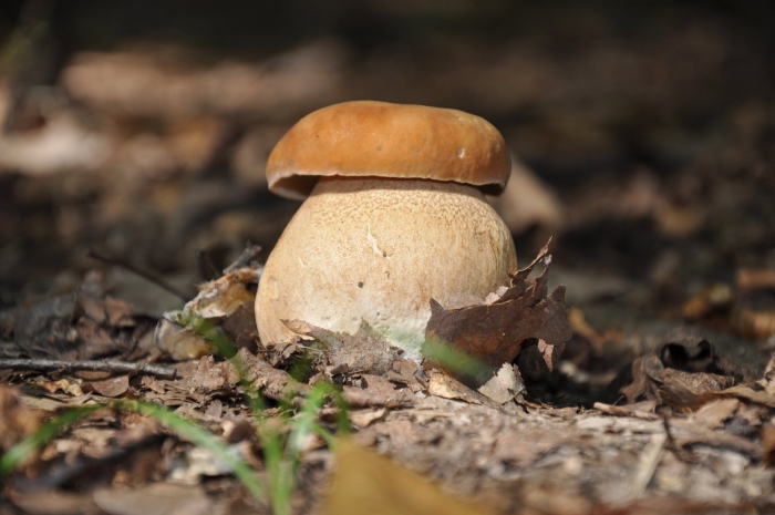 Белый гриб берёзовый boletus betulicola