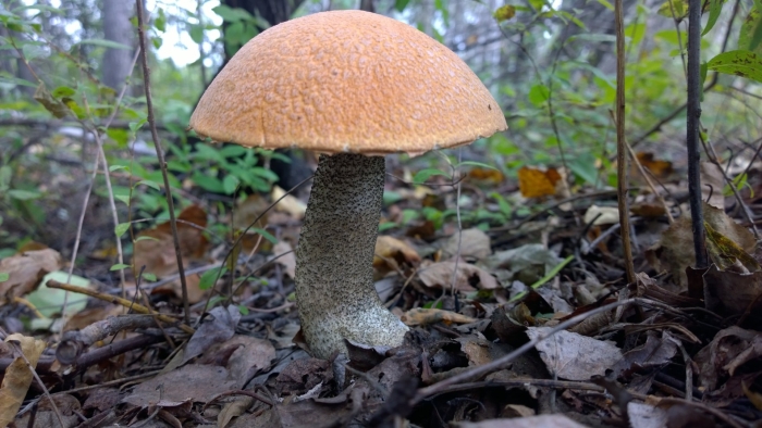 Сапротрофы поганка