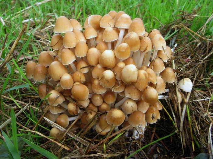 Грибы спорофиты