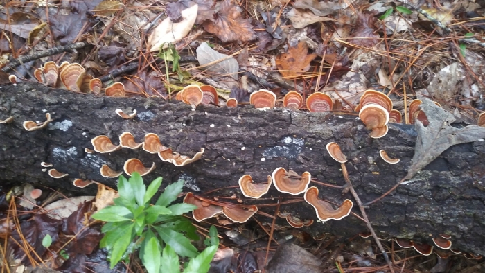 Гриб stereum hirsutum