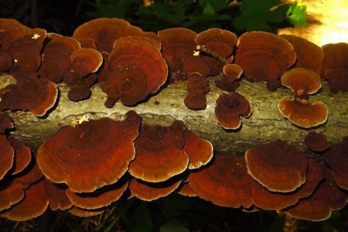 Трутовик лакированный ganoderma lucidum