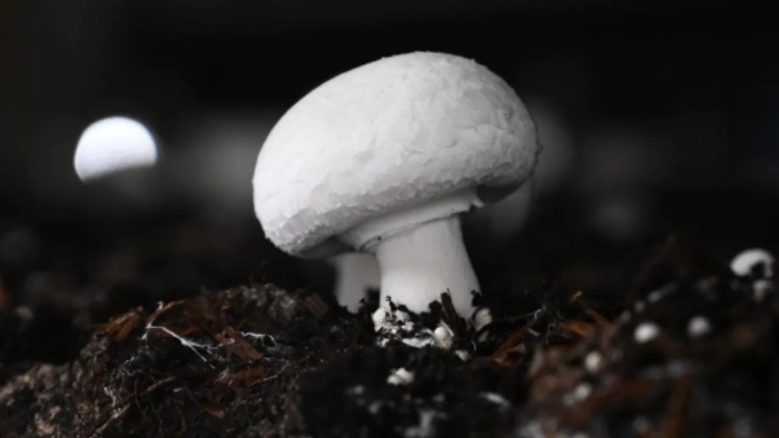 Гриб шампиньон