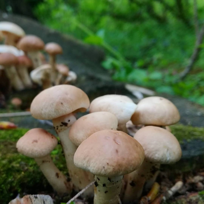 Опенок тополиный