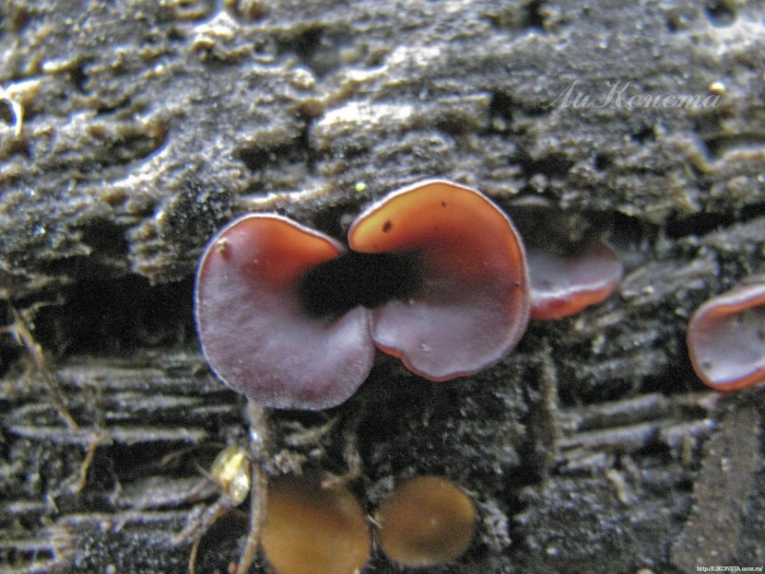 Гелоциевые грибы