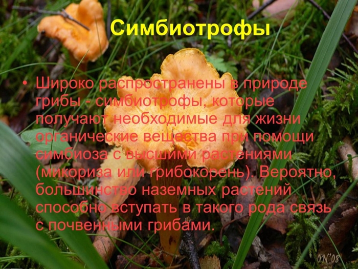 Лисичка обыкновенная гриб