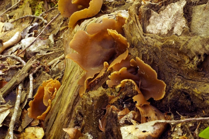 Грибы пецица изменчивая