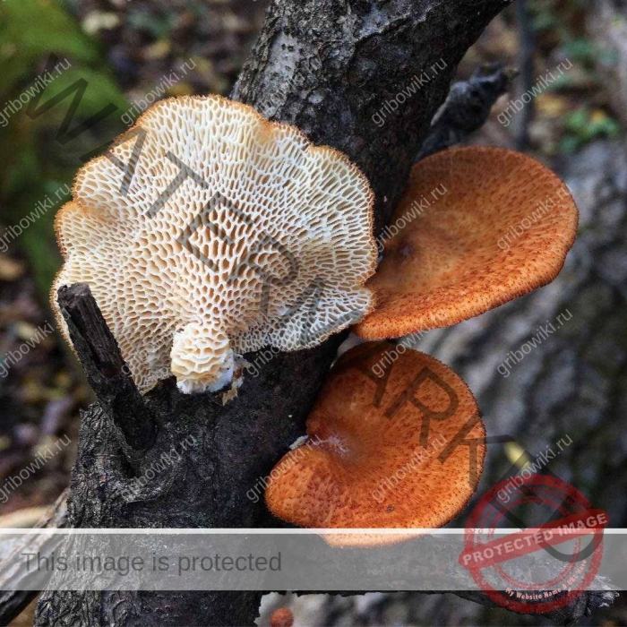 Базидиомицеты трутовик