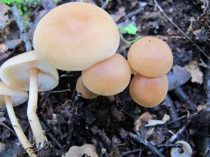 Коллибия веретеноногая