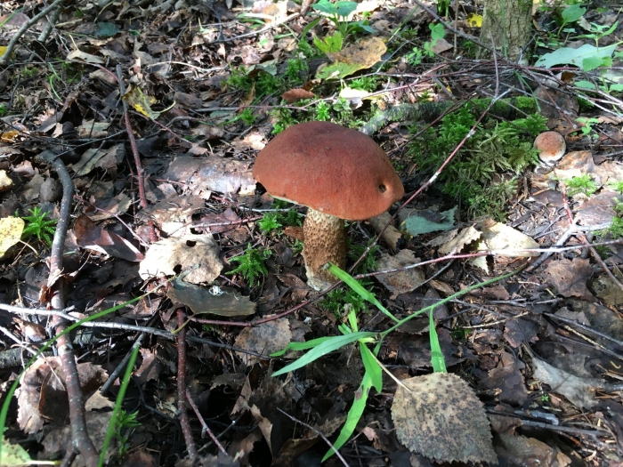 Подосиновик красный