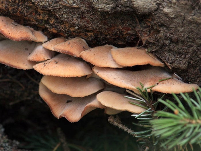 Вёшенка обыкновенная съедобные