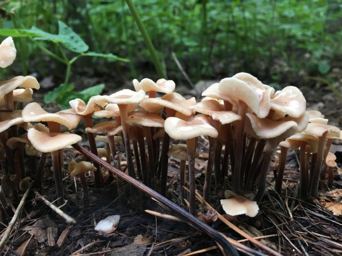 Коллибия лесолюбивая опёнок весенний