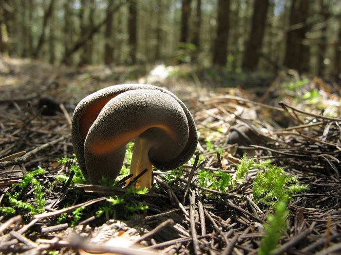 Сапротрофы грибы