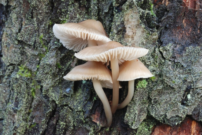 Mycena galericulata