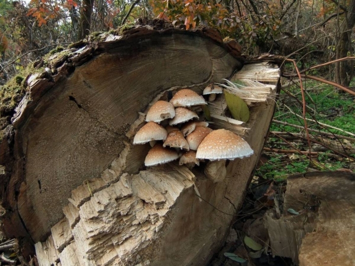 Чешуйчатка белогородчатая pholiota albocrenulata