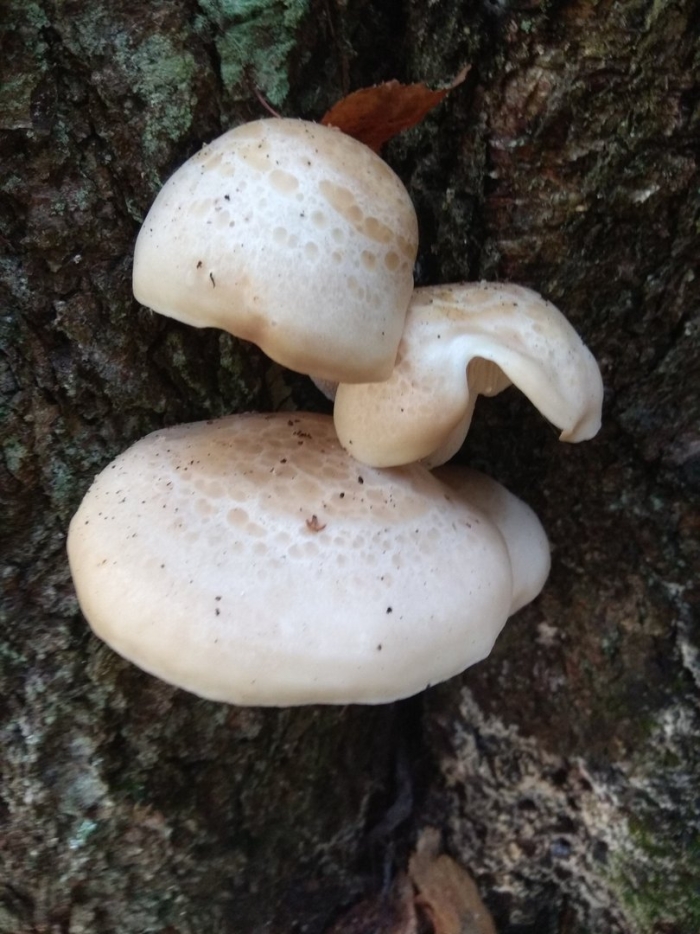 Вешенка ильмовая (ильмовый гриб)
