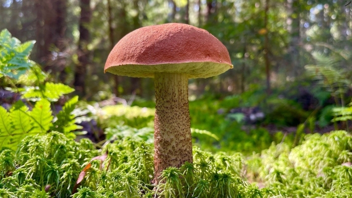 Подосиновик красноголовик