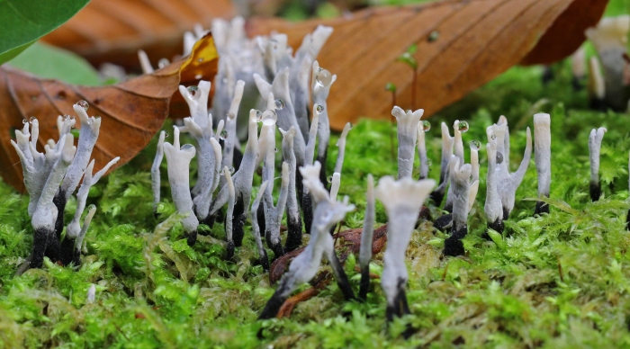Xylaria hypoxylon