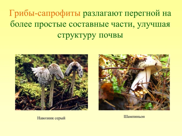 Грибы сапрофиты 5 класс биология