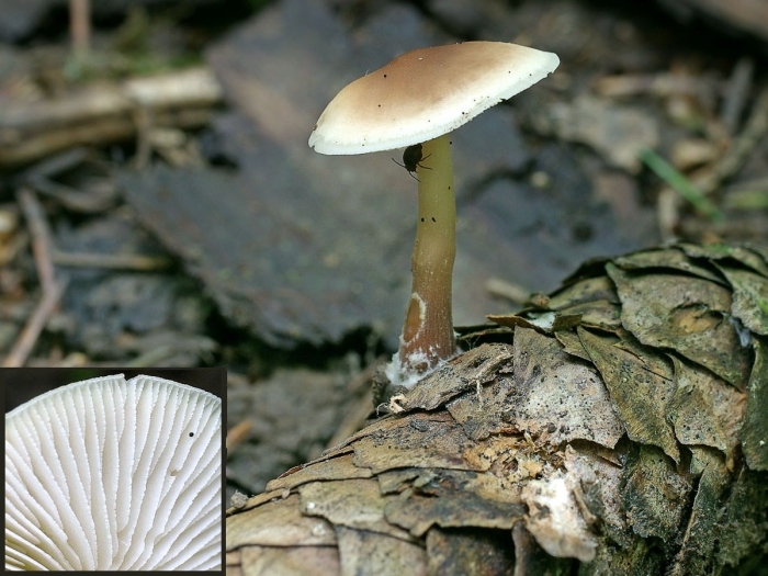 Коллибия каштановая collybia butyracea