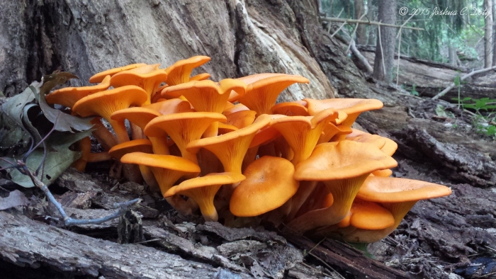 Омфалот маслиновый