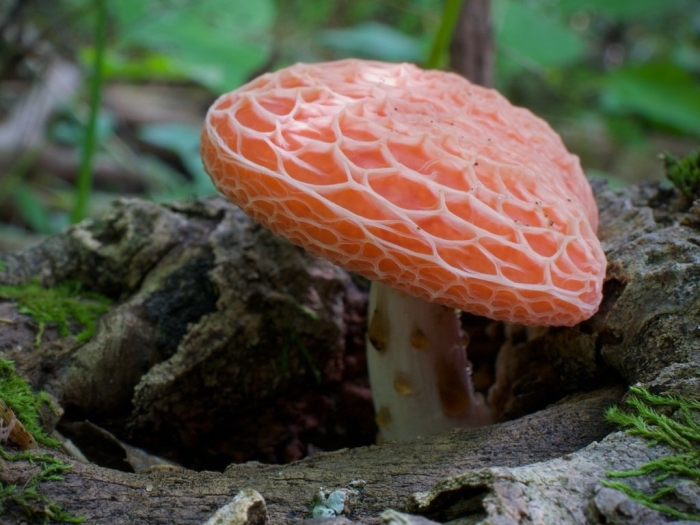 Agaricomycetes (агарикомицеты