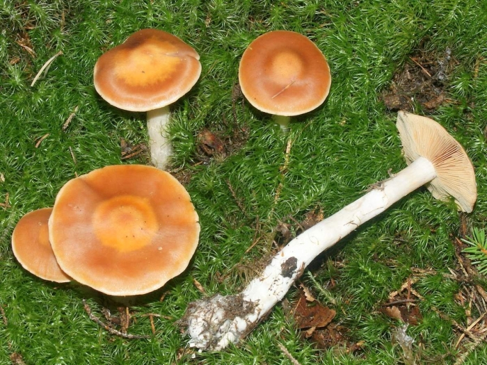 Cortinarius armeniacus
