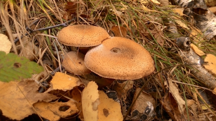 Гриб опёнок осенний