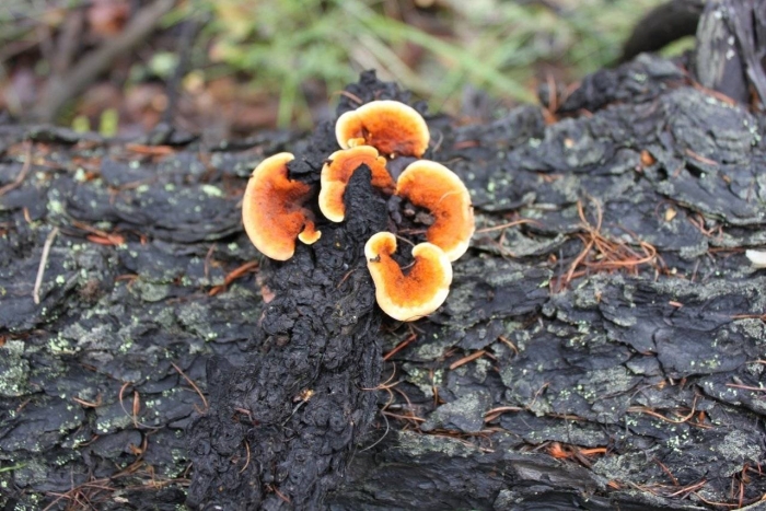 Заборный гриб gloeophyllum sepiarium