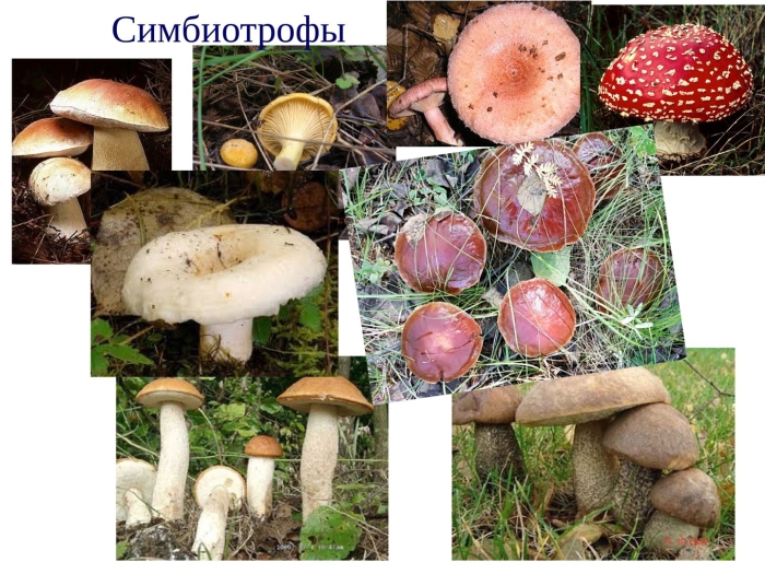 Группа грибов сапротрофы