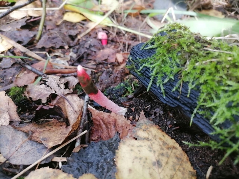 Гриб мутинус собачий