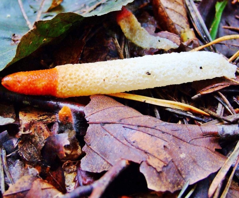 Гриб мутинус собачий