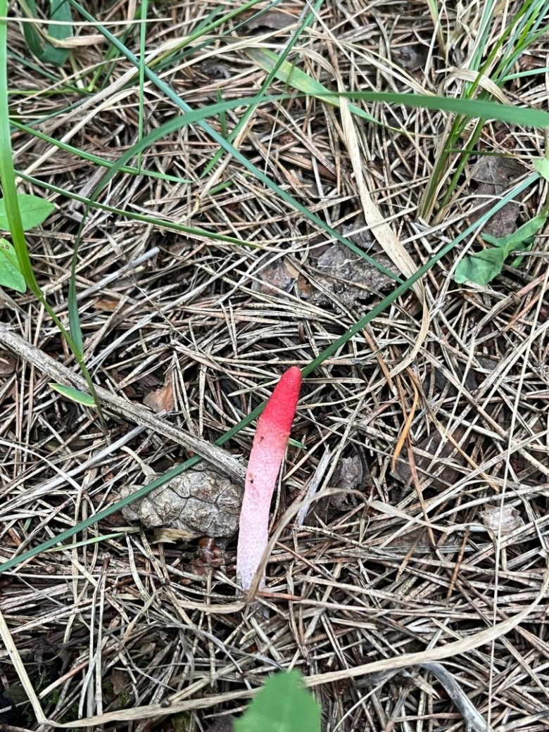 Мутинус равенеля гриб