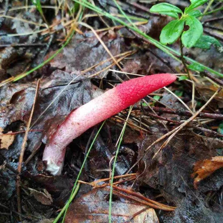 Мутинус Равенелли Ведьмин гриб