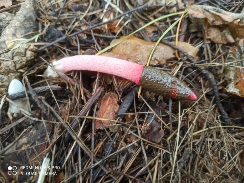 Мутинус равенеля гриб