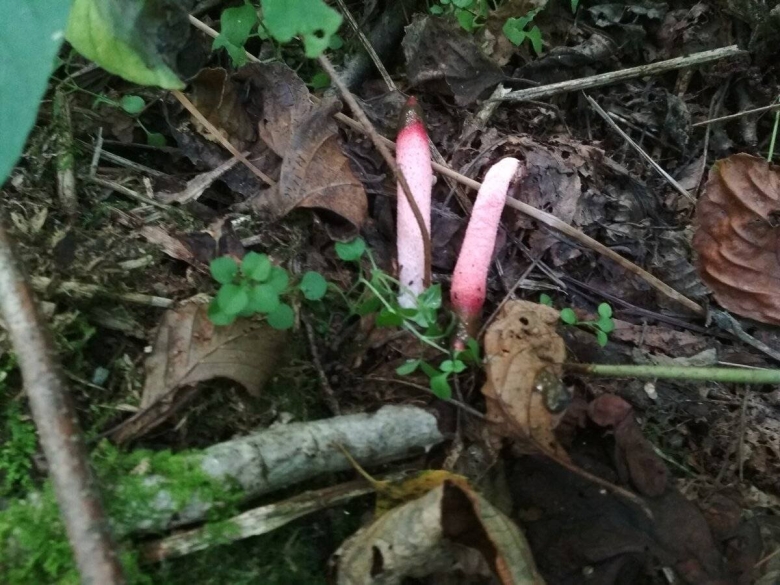 Мутинус равенеля