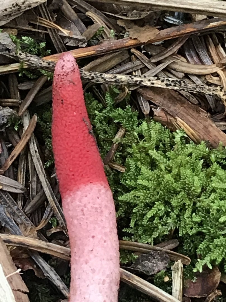 Мутинус равенеля гриб